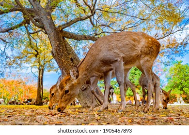 奈良公園 鹿 の画像 写真素材 ベクター画像 Shutterstock