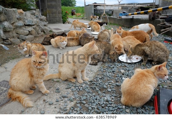 Japan Ehime Prefecture Ozu City Island with many
cats aosima