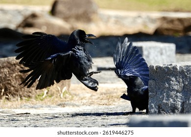 Japan: Fierce offensive and defensive battles, the dance of crows                             