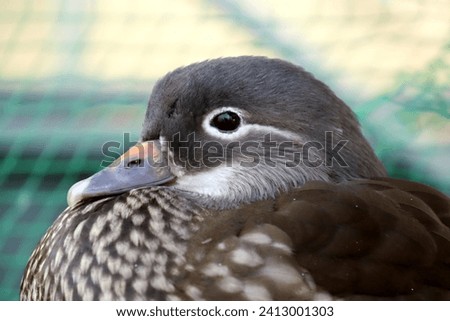 Japan, Fuji Kachoen, female mandarin duck close up