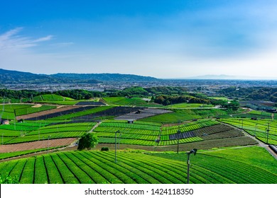 Japan Fukuoka Yame Tea Plantation