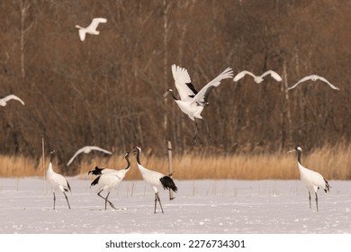 Japan, Hokkaido, red-crowned cranes,birds, snow, wildlife