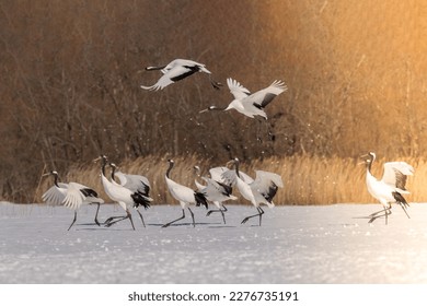Japan, Hokkaido, red-crowned cranes,birds, snow, wildlife