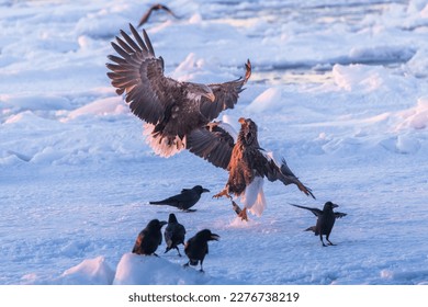 Japan, Hokkaido, sea eagles,birds of prey , birds, snow, wildlife