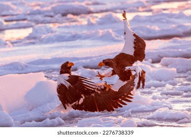 Japan, Hokkaido, sea eagles,birds of prey , birds, snow, wildlife