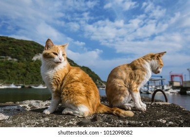 Japan Island Port Cat