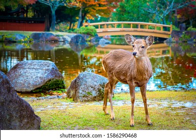 Japan. Japanese deer. The city of Nara. Roe deer stands by the pond in Nara Park. Japan National Park. Sights of the city of Kyoto. Deer strolling by the lake. Japanese nature. Young roe deer.