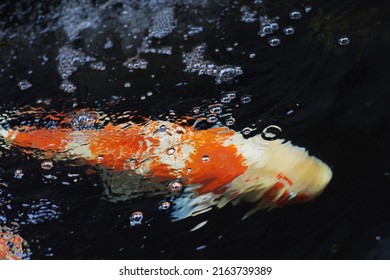 Japan Koi Carp In Koi Pond