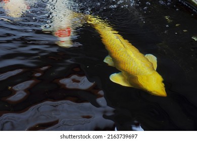 Japan Koi Carp In Koi Pond