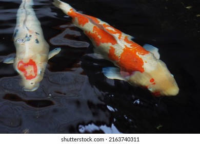 Japan Koi Carp In Koi Pond