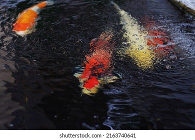 Japan Koi Carp In Koi Pond