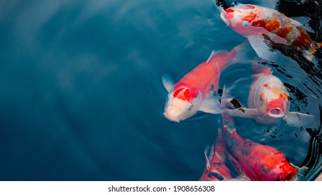 Japan koi fish or Fancy Carp swimming in a black pond fish pond. Popular pets for relaxation and feng shui meaning. Popular pets among people. Asians love to raise it for good fortune or zen.