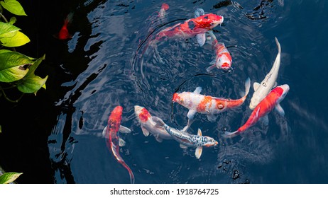 Japan koi fish or Fancy Carp swimming in a black pond fish pond. Popular pets for relaxation and feng shui meaning. Popular pets among people. Asians love to raise it for good fortune. - Powered by Shutterstock