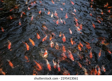 Japan Koi Fish Or Fancy Carp Swimming In A Black Pond Fish Pond. Popular Pets For Relaxation And Feng Shui Meaning. Popular Pets Among People. Asians Love To Raise It For Good Fortune.