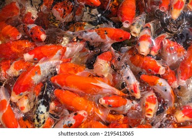 Japan Koi Fish Or Fancy Carp Swimming In A Black Pond Fish Pond. Popular Pets For Relaxation And Feng Shui Meaning. Popular Pets Among People. Asians Love To Raise It For Good Fortune.