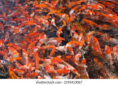 Japan Koi Fish Or Fancy Carp Swimming In A Black Pond Fish Pond. Popular Pets For Relaxation And Feng Shui Meaning. Popular Pets Among People. Asians Love To Raise It For Good Fortune.