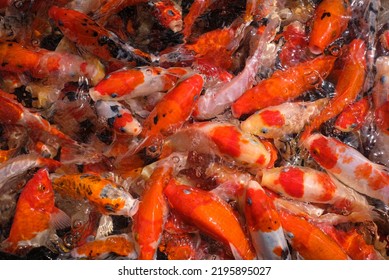 Japan Koi Fish Or Fancy Carp Swimming In A Black Pond Fish Pond. Popular Pets For Relaxation And Feng Shui Meaning. Popular Pets Among People. Asians Love To Raise It For Good Fortune.