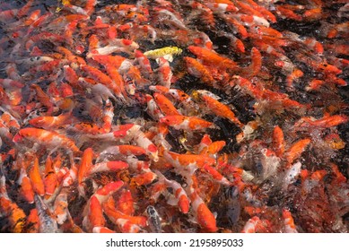 Japan Koi Fish Or Fancy Carp Swimming In A Black Pond Fish Pond. Popular Pets For Relaxation And Feng Shui Meaning. Popular Pets Among People. Asians Love To Raise It For Good Fortune.