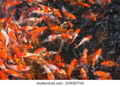 Japan Koi Fish Or Fancy Carp Swimming In A Black Pond Fish Pond. Popular Pets For Relaxation And Feng Shui Meaning. Popular Pets Among People. Asians Love To Raise It For Good Fortune.