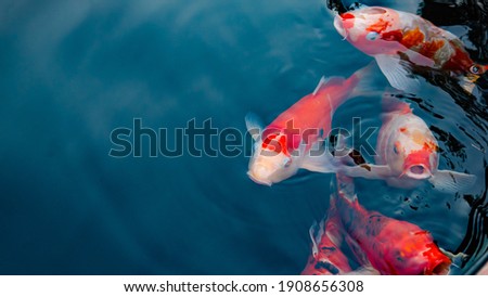 Japan koi fish or Fancy Carp swimming in a black pond fish pond. Popular pets for relaxation and feng shui meaning. Popular pets among people. Asians love to raise it for good fortune or zen.