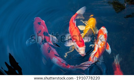 Japan koi fish or Fancy Carp swimming in a black pond fish pond. Popular pets for relaxation and feng shui meaning. Popular pets among people. Asians love to raise it for good fortune.