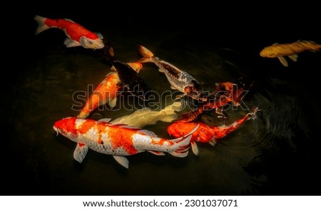 Japan koi fish or Fancy Carp swimming in a black pond fish pond. Popular pets for relaxation and feng shui meaning. Popular pets among people. Asians love to raise it for good fortune or zen.