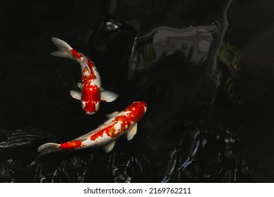 Japan Koi Fish Swimming In A Pond In Black Background.
