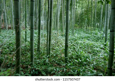 Japan Kyoto green bamboo forest bamboo grove