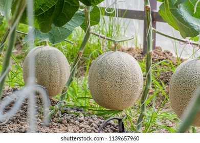 Japan Melon Greenhouse Stock Photo 1139657960 | Shutterstock