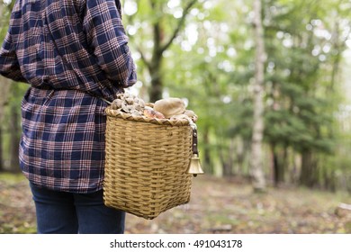 Japan Mushroom Hunting