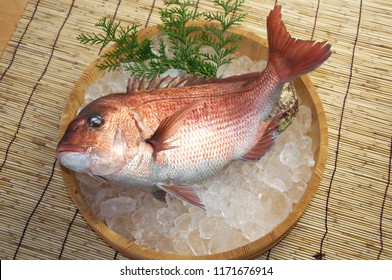 Japan Red Sea Bream Is A Name Given To At Least Two Species Of Fish Of The Family Sparidae, Pagrus Major And Pagellus Bogaraveo. 