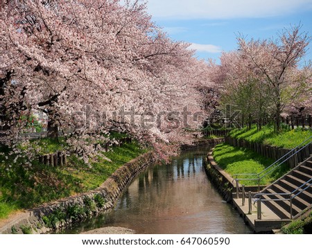 japan sakura flower or cherry blossom full bloom in spring season along canal in Kawagoe city.