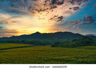 Japan Shikoku Kagawa Sunflower Farm Sunset View