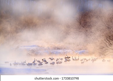 Japan winter nature. Wildlife scene, snowy nature. Bridge Cranes. Otowa winter Japan with snow. Birds in river with fog. Hokkaido, cold Japan. Red-crowned cranes in the water.