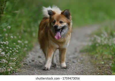 japanese shepherd dog