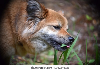 should you let your dog eat grass