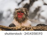 Japan- yamanouchi- jigokudani monkey park- portrait of wet red-faced makak