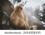 Japan- yamanouchi- jigokudani monkey park- portrait of red-faced makak