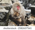 Japan Yamanouchi Snow Monkeys Mom with Baby