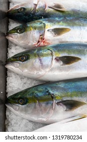 Japan Yellowtail Fish