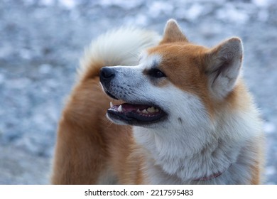 Japanese Akita Inu Dog Look A Walk