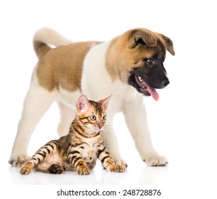 Shiba Cat Images Stock Photos Vectors Shutterstock