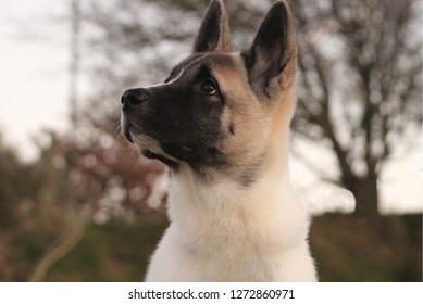 Japanese Akita Puppy