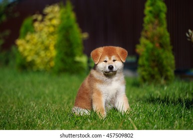 Akita Puppy Images Stock Photos Vectors Shutterstock