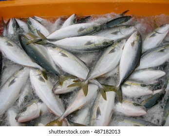 Japanese Amberjack Or Five-ray Yellowtail (Seriola Quinqueradiata) In Japan