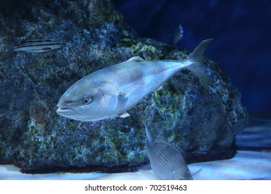 Japanese Amberjack Or Five-ray Yellowtail (Seriola Quinqueradiata) In Japan