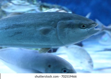 Japanese Amberjack Or Five-ray Yellowtail (Seriola Quinqueradiata) In Japan