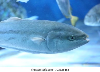 Japanese Amberjack Or Five-ray Yellowtail (Seriola Quinqueradiata) In Japan