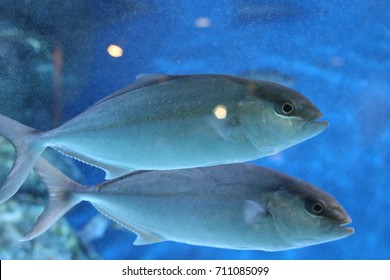 Japanese Amberjack Or Five-ray Yellowtail (Seriola Quinqueradiata) In Japan