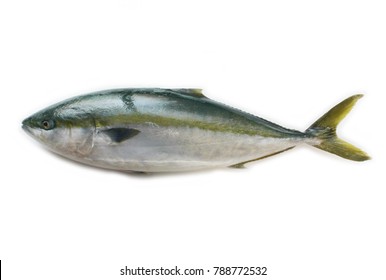 Japanese Amberjack (Seriola Quinqueradiata)